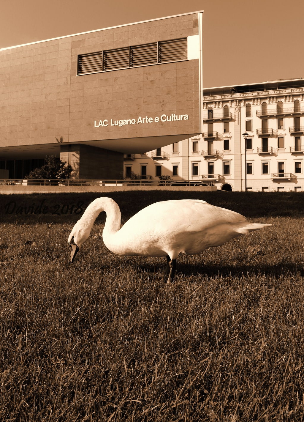 Lugano (Ticino – Lago Ceresio, Svizzera). Cigno sul prato davanti al LAC (Lugano Arte Cultura). Fotografia di Davide (2018). © Davide Tansini